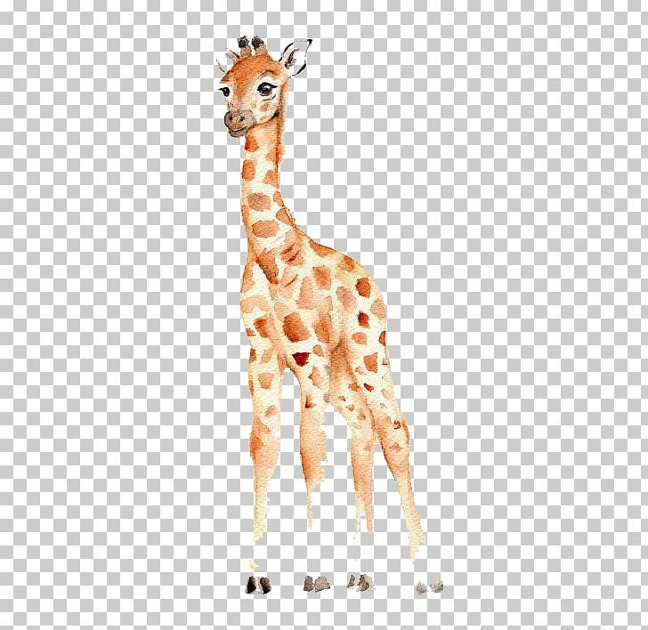 West African Giraffe Watercolor Painting Drawing Nursery PNG, Clipart, Ani, Animals, Art, Babies, Baby Free PNG Download