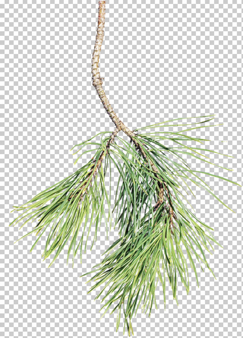 Columbian Spruce White Pine Red Pine Yellow Fir Shortstraw Pine PNG, Clipart, Columbian Spruce, Georgia Pine, Jack Pine, Loblolly Pine, Lodgepole Pine Free PNG Download