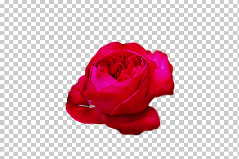 Garden Roses PNG, Clipart, Cabbage Rose, Closeup, Cut Flowers, Floribunda, Flower Free PNG Download