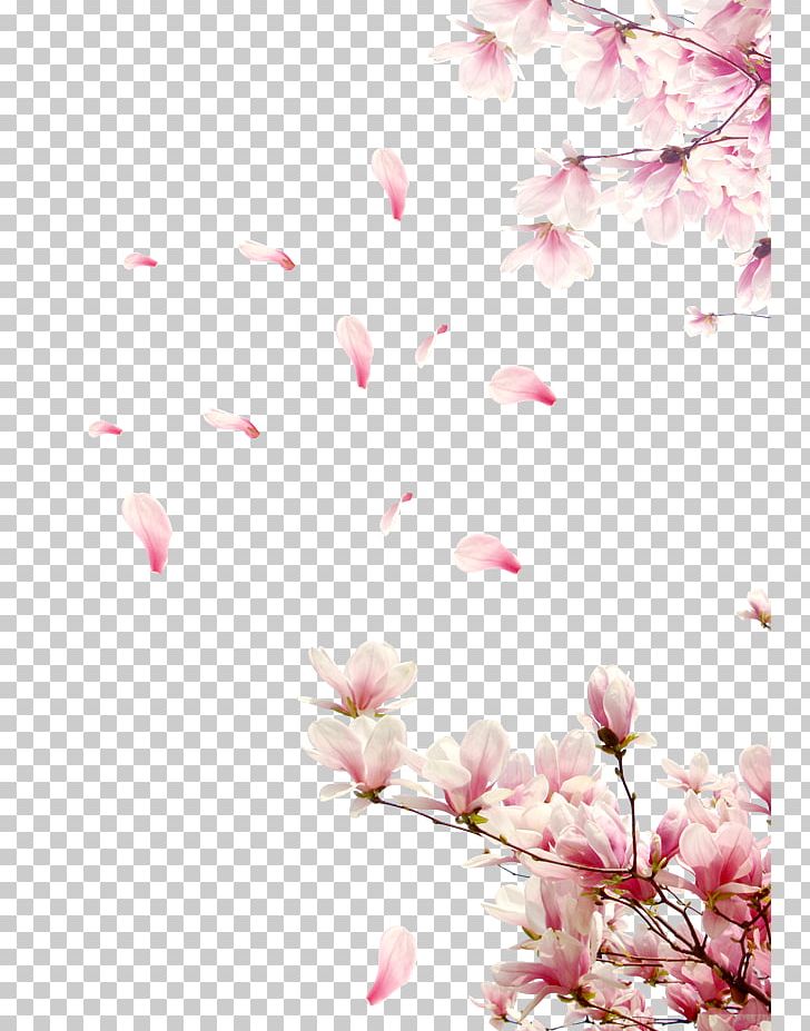 Cherry Blossom PNG, Clipart, Artworks, Blossom, Branch, Cherry, Cherry Blossom Free PNG Download