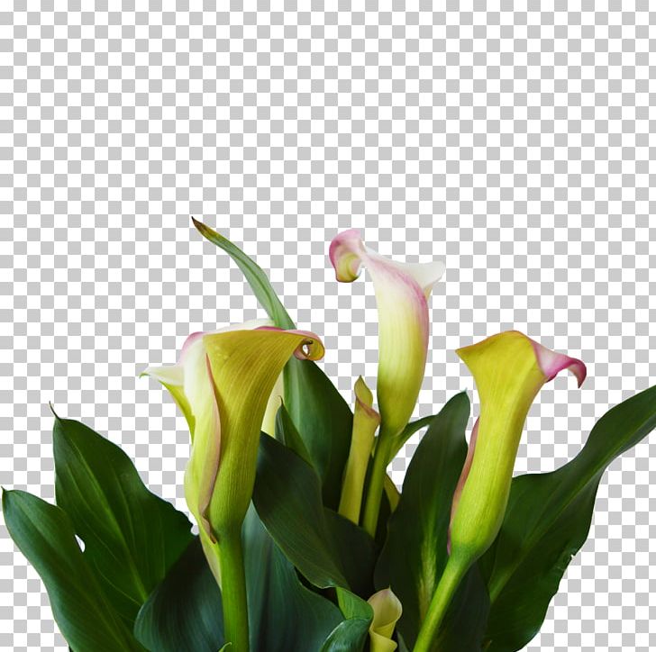 Floral Design Cut Flowers Plant Stem PNG, Clipart, Arum, Cut Flowers, Floral Design, Floristry, Flower Free PNG Download