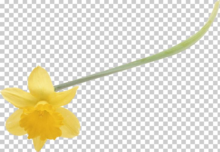 Flower Daffodil Ornamental Bulbous Plant Petal PNG, Clipart, Amaryllidaceae, Blog, Body Jewelry, Butterfly, Daffodil Free PNG Download