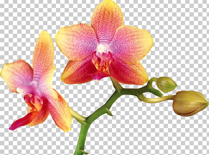Orchids Yellow Rose PNG, Clipart, Cattleya, Dendrobium, Flower, Flowering Plant, Miscellaneous Free PNG Download