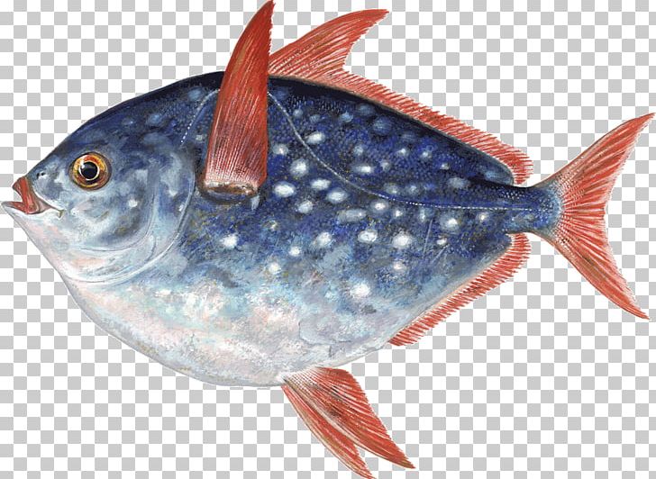 Thunnus Fish Products Marine Biology Oily Fish Sardine PNG, Clipart, Animals, Biology, Bonito, Coral, Coral Reef Free PNG Download