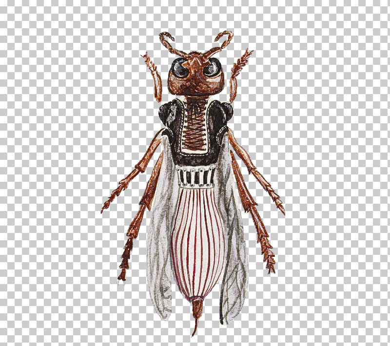 Insect Weevil Costume Design Pollinator Pest PNG, Clipart, Costume, Costume Design, Insect, Pest, Pollinator Free PNG Download