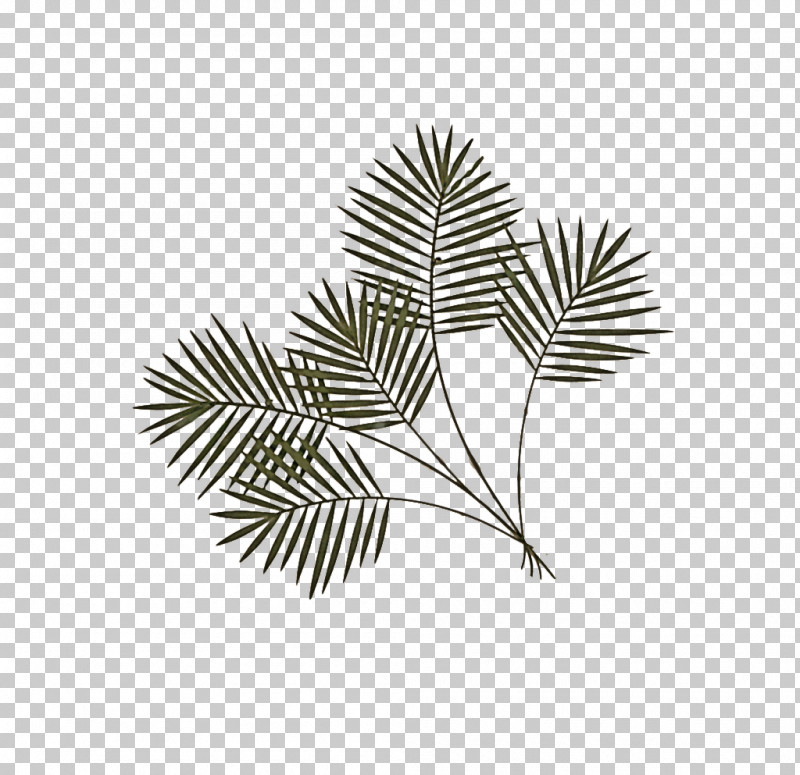 Fern PNG, Clipart, American Larch, Branch, Colorado Spruce, Fern, Flower Free PNG Download