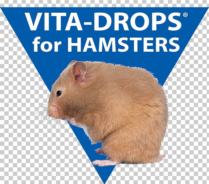 Guinea Pig Dietary Supplement Rodent Vitamin PNG, Clipart, Animals, Dietary Supplement, Fauna, Food, Gerbil Free PNG Download