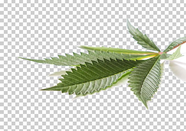 Medical Cannabis Cannabidiol Hemp Leaf PNG, Clipart, Cannabidiol, Cannabis, Cdr, Drug Enforcement Administration, Health Canada Free PNG Download
