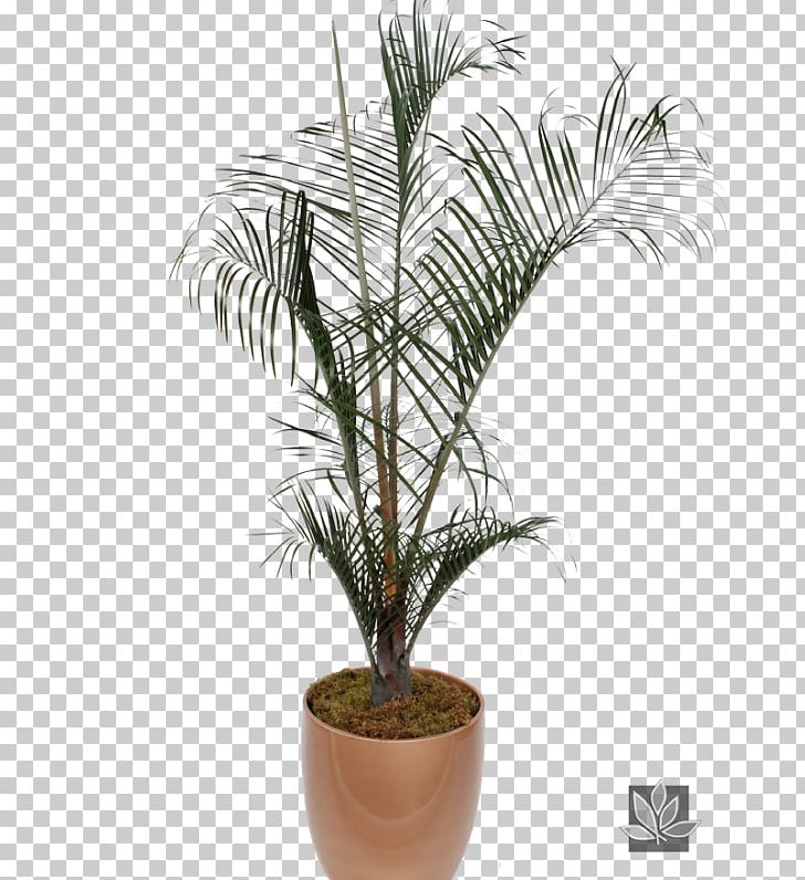 Babassu Arecaceae AMIA 2018 Flowerpot PNG, Clipart, Arecaceae, Arecales, Attalea, Attalea Speciosa, Date Palm Free PNG Download