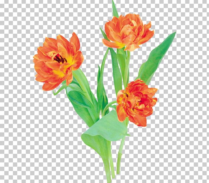 Floral Design Tulip Cut Flowers PNG, Clipart, Aelita, Artificial Flower, Cut, Download, Floral Design Free PNG Download