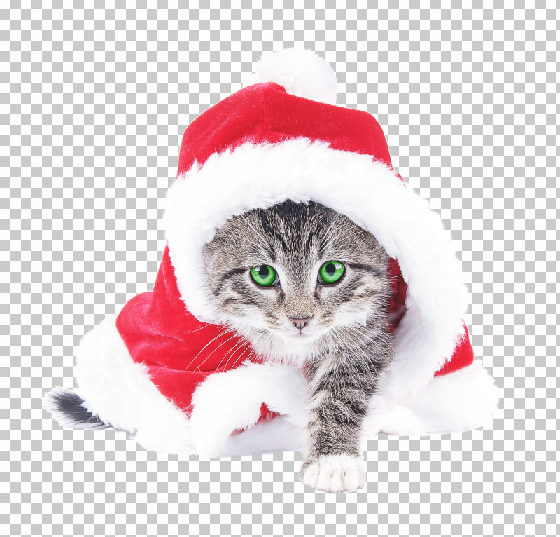 Santa Claus PNG, Clipart, Cat, Christmas, Kitten, Santa Claus, Small To Mediumsized Cats Free PNG Download