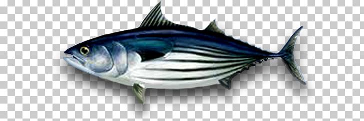 Bigeye Tuna Albacore Skipjack Tuna Atlantic Bluefin Tuna Yellowfin Tuna PNG, Clipart, Angler, Atlantic Bluefin Tuna, Bigeye Tuna, Biggame Fishing, Bla Free PNG Download