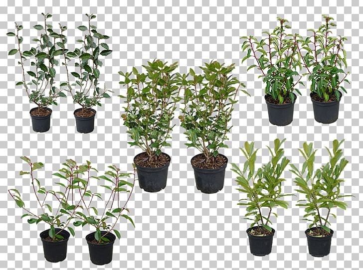 Flowerpot Herb Houseplant Evergreen Shrub PNG, Clipart, Evergreen, Flowerpot, Herb, Houseplant, Nature Free PNG Download