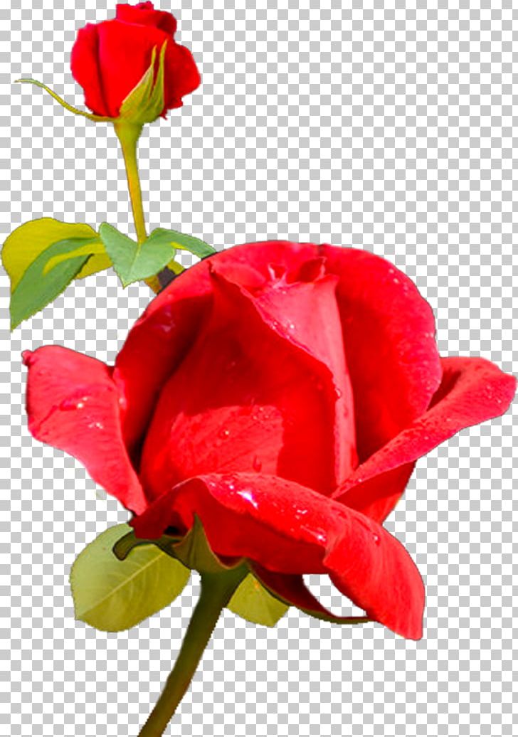 Garden Roses Centifolia Roses Cut Flowers Rosaceae PNG, Clipart, Annual Plant, Bud, Centifolia Roses, China Rose, Closeup Free PNG Download