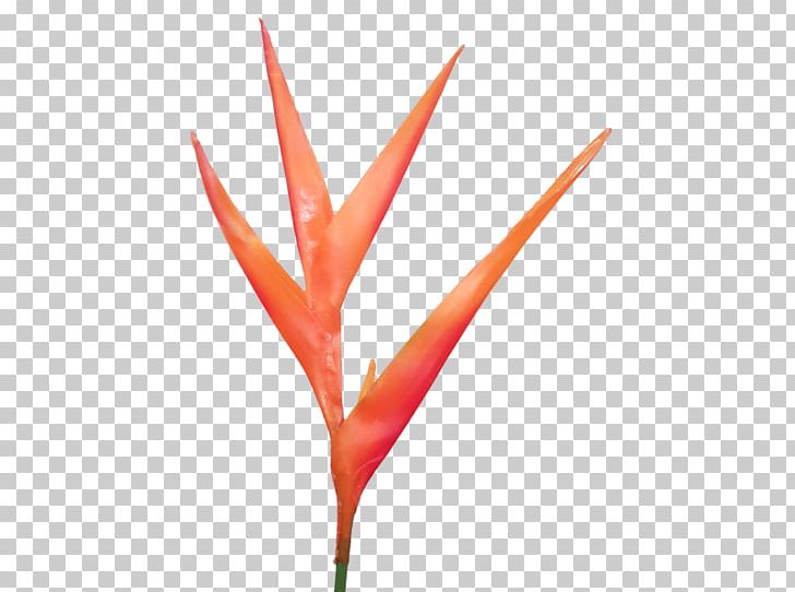 Leaf Plant Stem Flower Line PNG, Clipart, Bird Of Paradise, Flower, Grass, Leaf, Line Free PNG Download