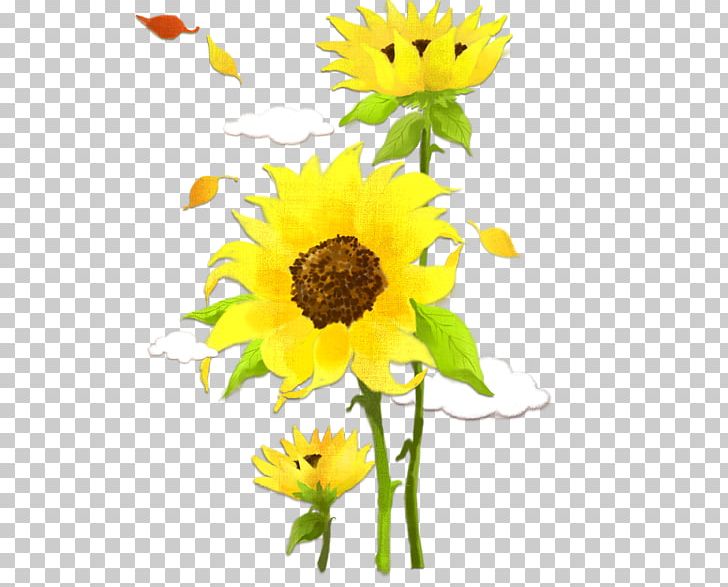 Poster PNG, Clipart, Cut Flowers, Daisy Family, Flower, Flower Arranging, Flowers Free PNG Download