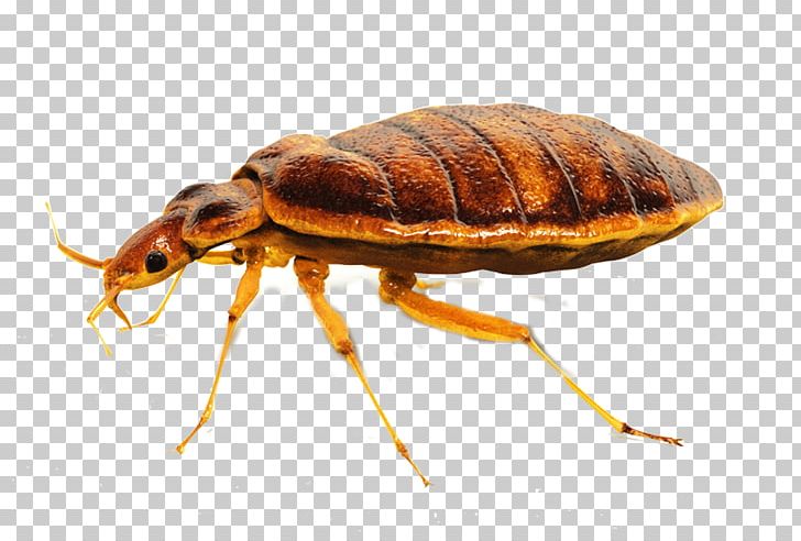 The Bed-bug Bed Bug Control Techniques Bed Bug Bite Pest Control PNG, Clipart, Arthropod, Bed, Bed Bug, Bedbug, Bed Bug Bite Free PNG Download