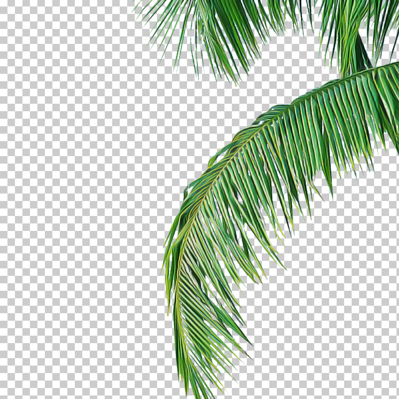 Palm Tree PNG, Clipart, American Larch, Arecales, Branch, Colorado Spruce, Conifer Free PNG Download