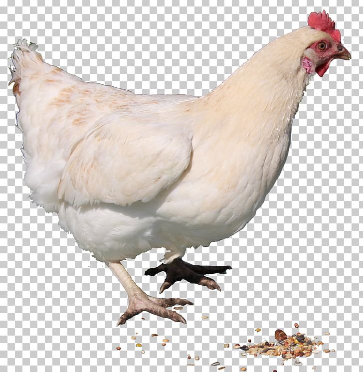 Chicken Curry Hen PNG, Clipart, Android, Animals, Art White, Beak, Bird Free PNG Download