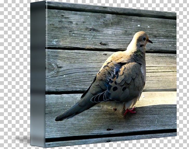 Columbidae Domestic Pigeon Beak Fauna Feather PNG, Clipart, Animals, Beak, Bird, Columbidae, Domestic Pigeon Free PNG Download