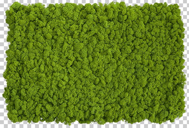 Iceland Moss Wall Reindeer Lichen Bryophyte PNG, Clipart, Bryophyte, Grass, Green, Iceland Moss, Lichen Free PNG Download