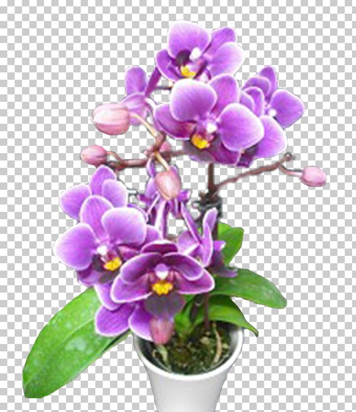 Phalaenopsis Equestris Cattleya Orchids Dendrobium Flowerpot Cut Flowers PNG, Clipart, Cattleya, Cattleya Orchids, Cut Flowers, Dendrobium, Flower Free PNG Download
