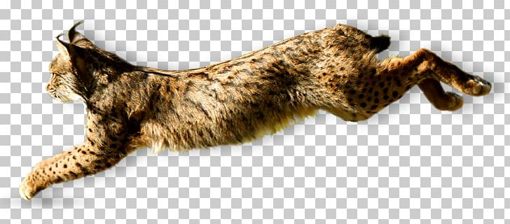 Whiskers Wildcat Iberian Lynx Iberian Peninsula PNG, Clipart, Animal Figure, Animals, Awareness, Carnivoran, Cat Free PNG Download