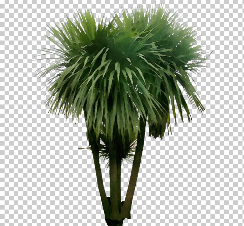 Palm Tree PNG, Clipart, Arecales, Desert Palm, Grass, Green, Leaf Free PNG Download