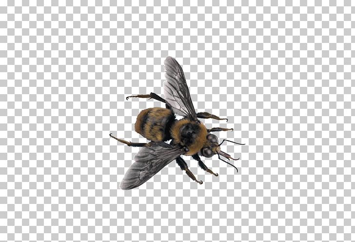 Characteristics Of Common Wasps And Bees Insect PNG, Clipart, Animals, Arthropod, Bee, Beehive, Creative Free PNG Download