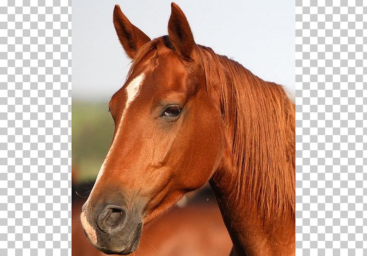 Morgan Horse Horse Head Mask Veterinarian Chestnut PNG, Clipart, Animal, Bridle, Chestnut, Colt, Cuteness Free PNG Download