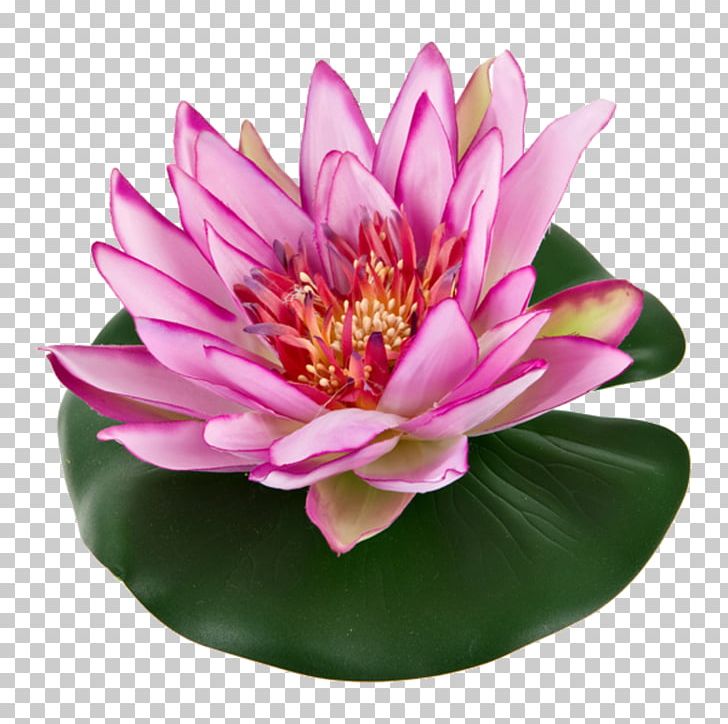 How To Draw A Lotus Flower Water Lily