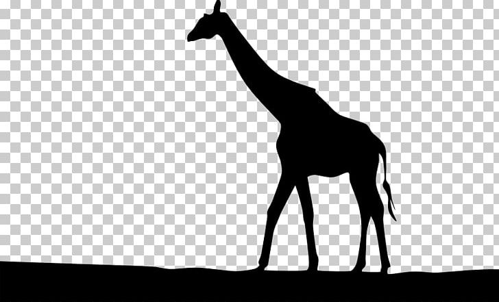 Silhouette West African Giraffe PNG, Clipart, Animals, Black And White, Drawing, Fauna, Giraffe Free PNG Download