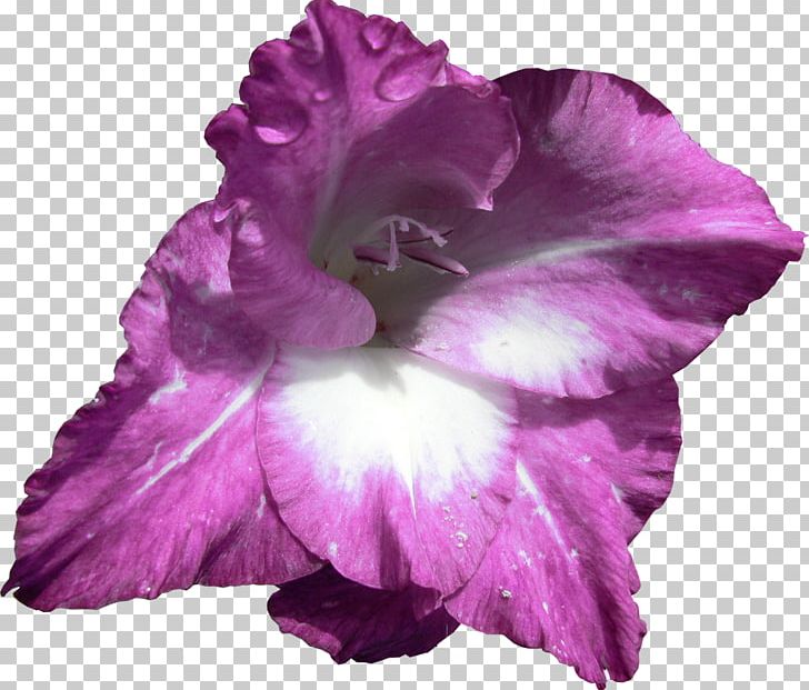 Flower Gladiolus PNG, Clipart, Ansichtkaart, Flower, Flower Bouquet, Flowering Plant, Gimp Free PNG Download