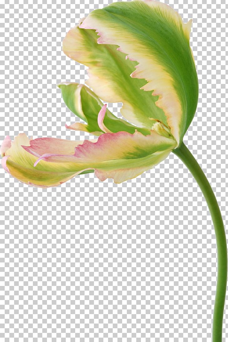 Flower Tulip Photography PNG, Clipart, Bud, Digital Image, Encapsulated Postscript, Floral Design, Flower Free PNG Download