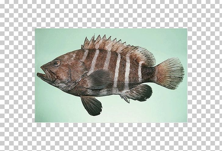 Giant Grouper Malabar Grouper White Grouper Blue Line Grouper Brown-marbled Grouper PNG, Clipart, Animals, Brownmarbled Grouper, Epinephelus, Fauna, Fish Free PNG Download