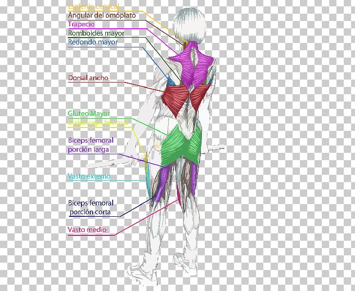 Gluteal Muscles Shoulder Deadlift Trapezius PNG, Clipart, Abdomen, Angle, Arm, Art, Biceps Femoris Muscle Free PNG Download