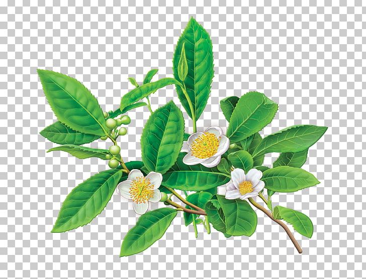 Green Tea Organic Food Tea Bag Herbal Tea PNG, Clipart, Bag, Caffeine, Camellia Sinensis, Decaffeination, Flower Free PNG Download