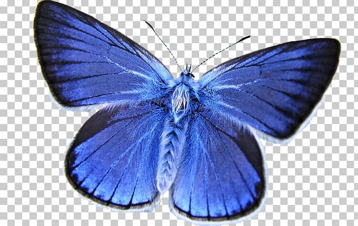 Butterfly Papillon Dog Printing Color Stock Photography PNG, Clipart, Argynnini, Blue, Brush Footed Butterfly, Butterflies, Butterfly Group Free PNG Download