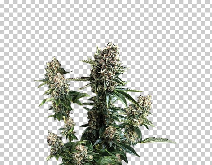 Cannabis White Widow Cultivar Seed Plant PNG, Clipart, Auto, Cannabis, Cultivar, Genetics, Gloomy Grim Free PNG Download