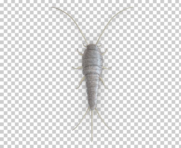Pest Control Insect Moth Silverfish PNG, Clipart, Animal, Animals, Bed Bug, Butterflies And Moths, Chennai Free PNG Download