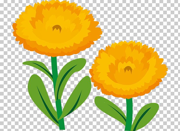 Calendula Officinalis Cut Flowers PNG, Clipart, Calendula, Calendula Officinalis, Cut Flowers, Daisy Family, Flower Free PNG Download