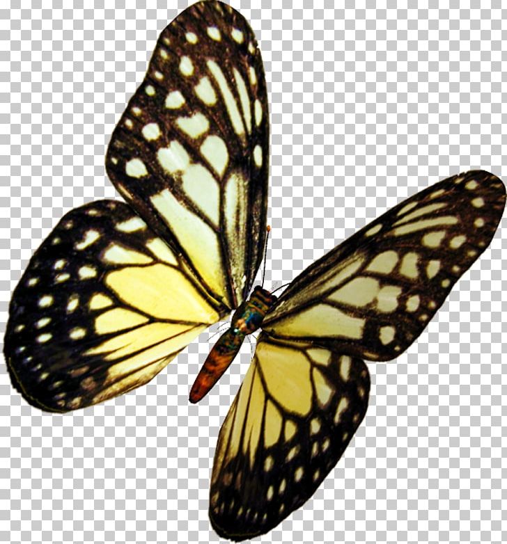 Monarch Butterfly Pieridae Insect Moth PNG, Clipart, Animal, Arthropod, Biological Specimen, Brush Footed Butterfly, Butterfly Free PNG Download
