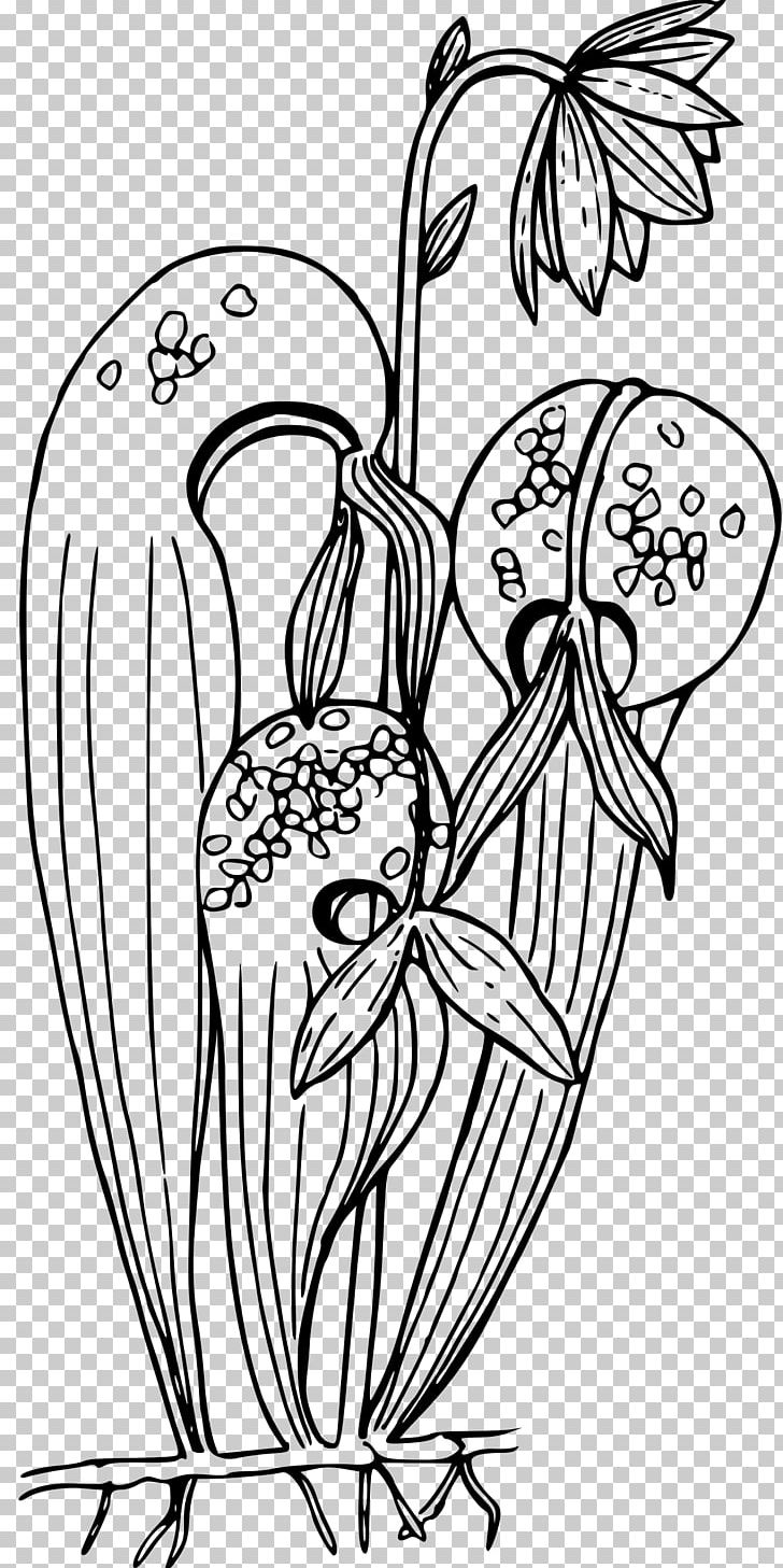 Sarracenia Purpurea Pitcher Plant Carnivorous Plant Darlingtonia Californica PNG, Clipart, Arm, Black, Botanical Illustration, California, Color Free PNG Download