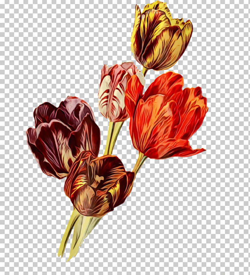 Floral Design PNG, Clipart, Biology, Cut Flowers, Floral Design, Flower, Paint Free PNG Download