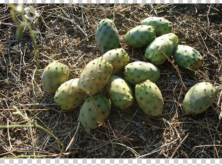 Barbary Fig Fruit Pear Auglis Nopal PNG, Clipart, Auglis, Barbary Fig, Cactus, Caryophyllales, Cucumber Free PNG Download