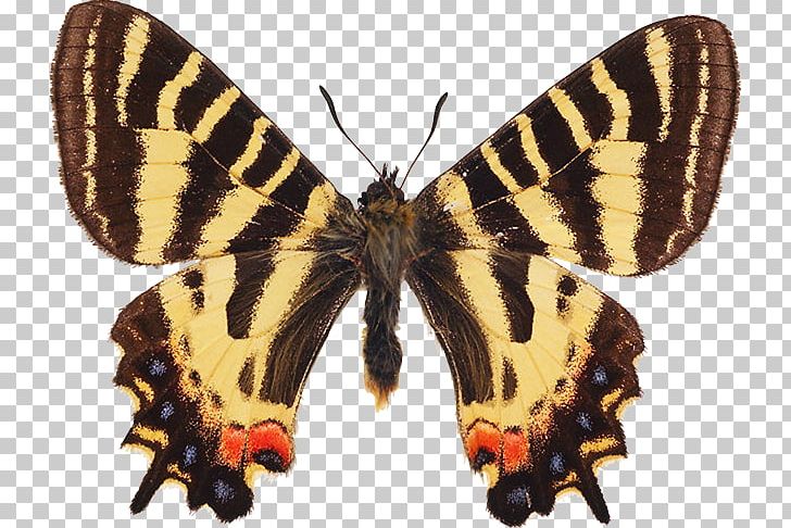 Brush-footed Butterflies Butterfly Pieridae Collage Central Emperor Swallowtail PNG, Clipart, Arthropod, Black Butterfly, Brush Footed Butterfly, Butterfly, Collage Free PNG Download