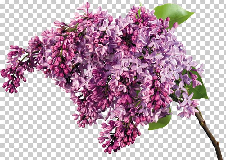 Lilac Flower Bouquet Garden Roses PNG, Clipart, Blossom, Branch, Cut Flowers, Depositfiles, Flower Free PNG Download