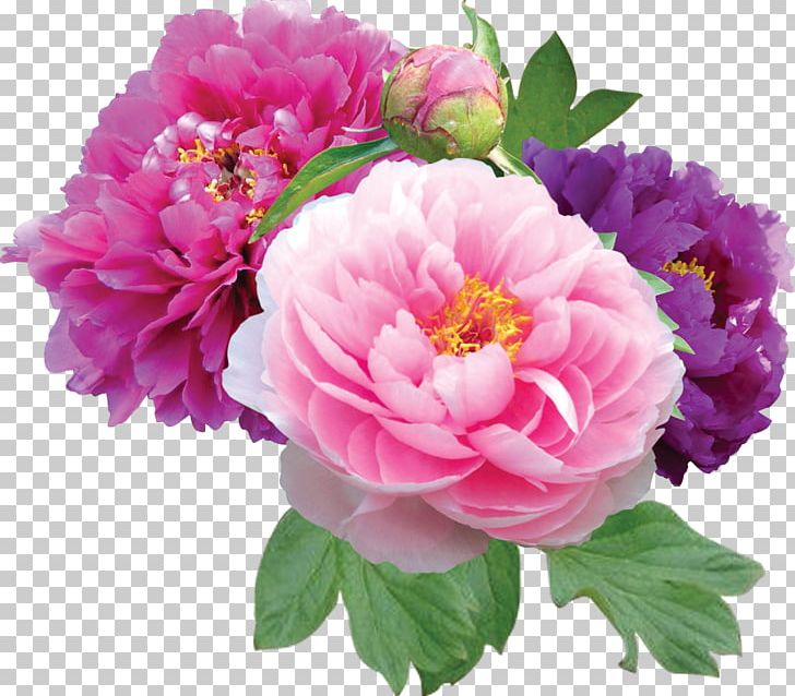 Peony Peonies Flower Shop PNG, Clipart, Annual Plant, Artificial Flower, Black Rose, Color, Cut Flowers Free PNG Download