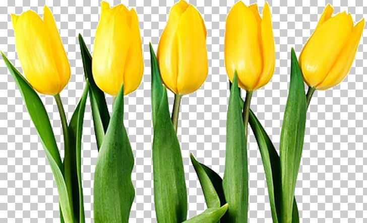 Tulip Stock Photography Flower PNG, Clipart, Bud, Computer Icons, Crocus, Cut Flowers, Desktop Wallpaper Free PNG Download