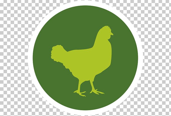 Chicken Meat Poeliersbedrijf Zeevla Red Meat PNG, Clipart, Animals, Beak, Beef, Bird, Butcher Free PNG Download